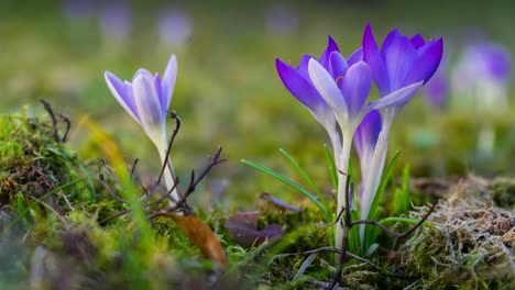 Vergrößern-Sie-Frühlingsblumen