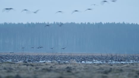 Gänse-Strömen-Während-Der-Frühjahrswanderung-In-Der-Frühen-Morgendämmerung,-Füttern-Und-Fliegen-Auf-Dem-Feld