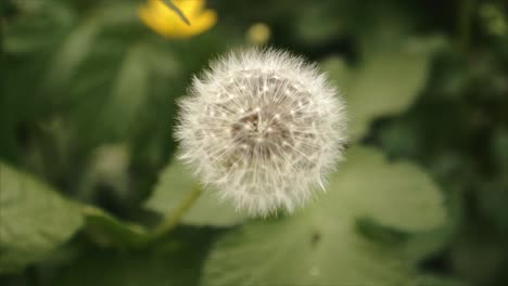 una hermosa flor de diente de león floreciendo en el bosque con un fondo borroso en irlanda del norte