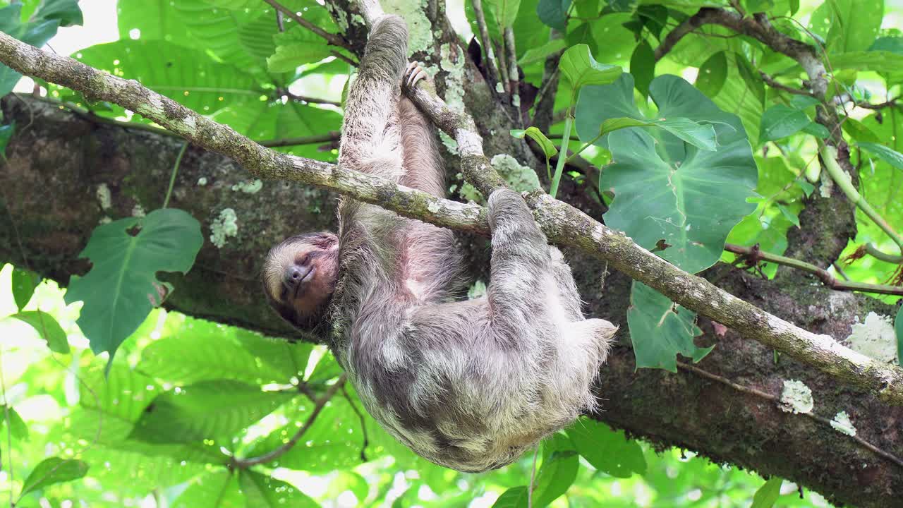 el perezoso lindo hace una siesta colgando de cabeza desde la rama de un árbol tropical