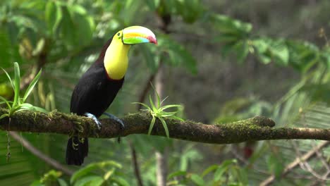 a wonderful chestnut-mandibled toucan or swainson's toucan , standing on a branch, looking around, going away