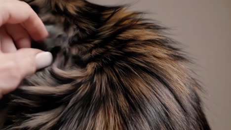 close up of a cat with a hand