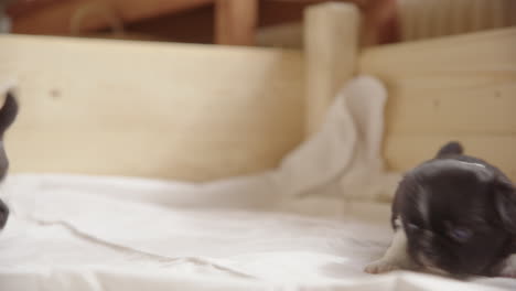 lindos cachorros chihuahua chin japoneses de 3 semanas de edad en una casa