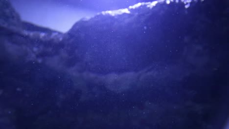 acuario de valencia 44