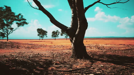 hermoso paisaje con árbol en áfrica