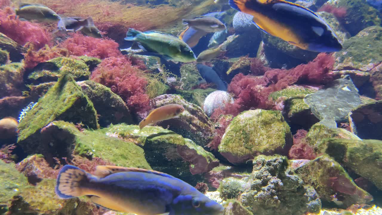 Rødnebb (Labrus mixtus) som svømmer med andre fisker over havbunnen.