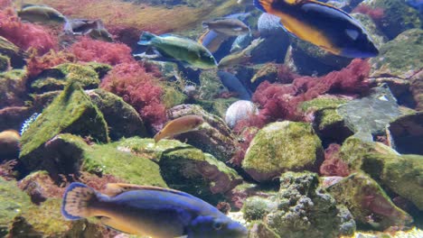 Cuckoo-wrasse-Labrus-mixtus-swimming-with-other-fish-above-seabed