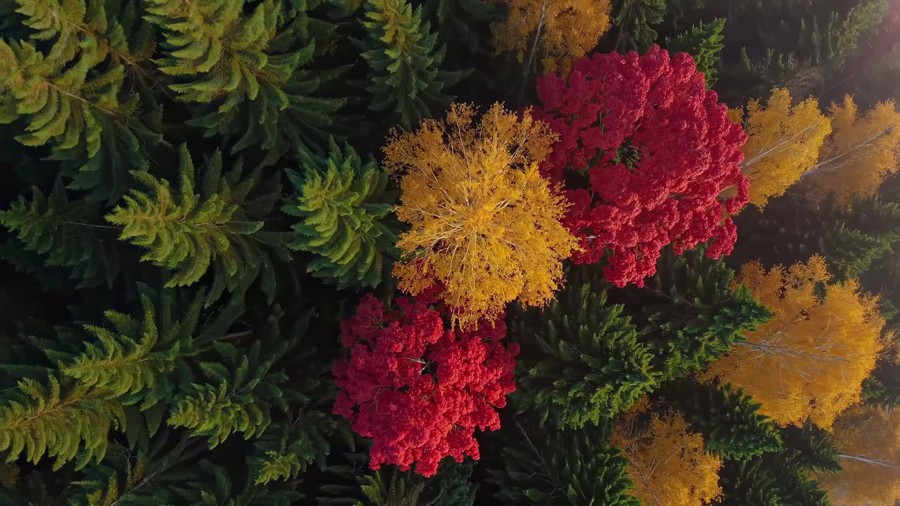 Aerial view of a dense forest with mist, showcasing vibrant autumn colors