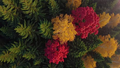 aerial view of a dense forest with mist, showcasing vibrant autumn colors