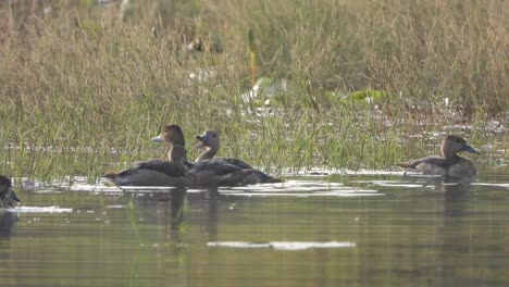 pollitos de pato silbando en el estanque