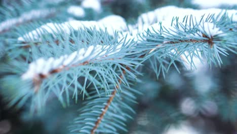 snowy blue spruce branches