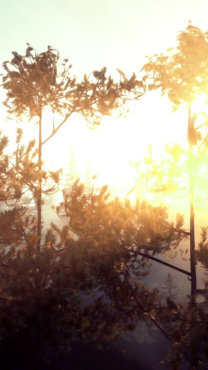 Sunlight filters through trees in peaceful forest at dawn