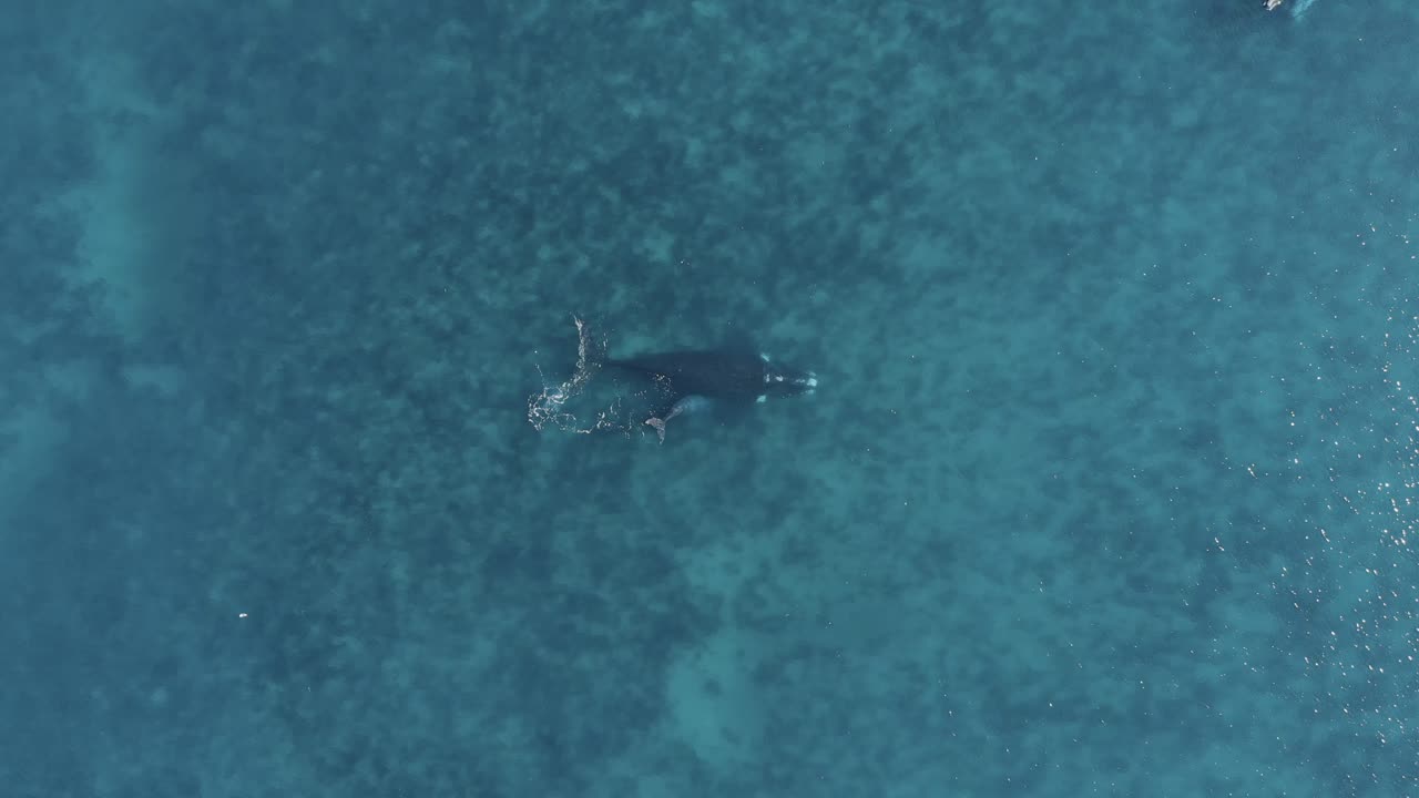 푸른 바다에서 수영하는 새끼 새끼와 함께 고래 엄마