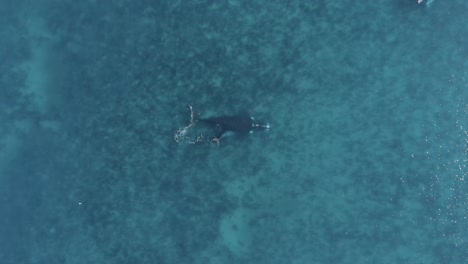 whale mother with baby calf swimming in blue ocean