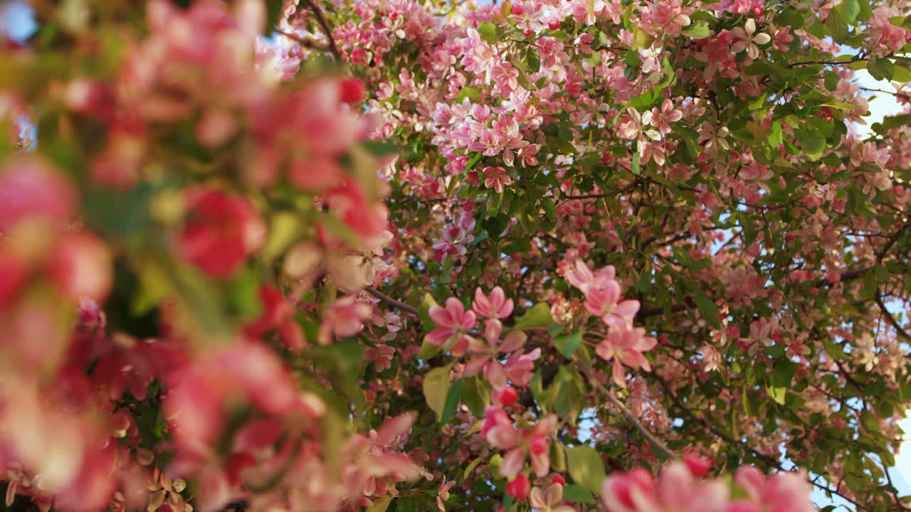 Pink sakura blossoming in sunrise beams against blue sky.