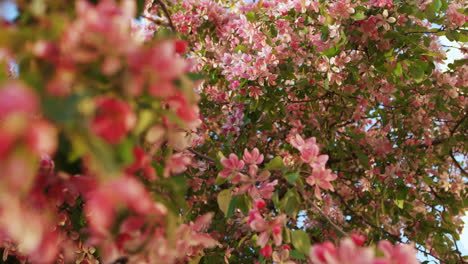 sakura rosa floreciendo en los rayos del amanecer contra el cielo azul.