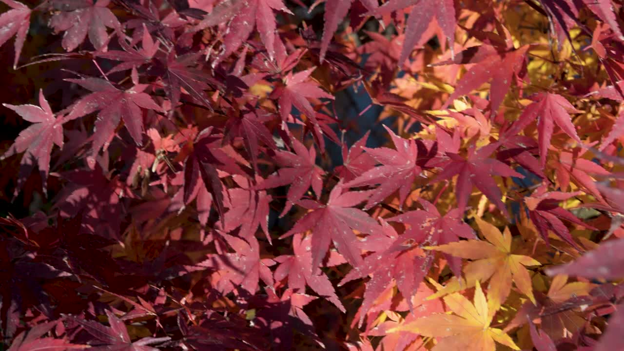 Red, Yellow and Orange Autumn Maple Leaves