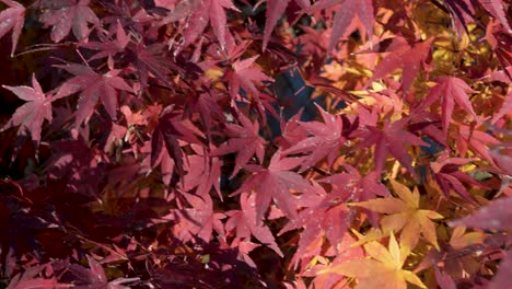 Hojas-De-Arce-De-Otoño-Rojas,-Amarillas-Y-Naranjas