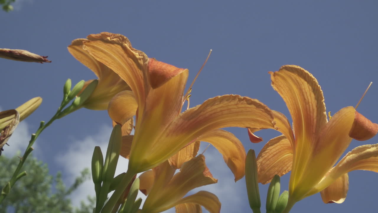 Slow motion of an orange tiger lily flower in the garden on a sunny summer day. Close-up and out of focus background.