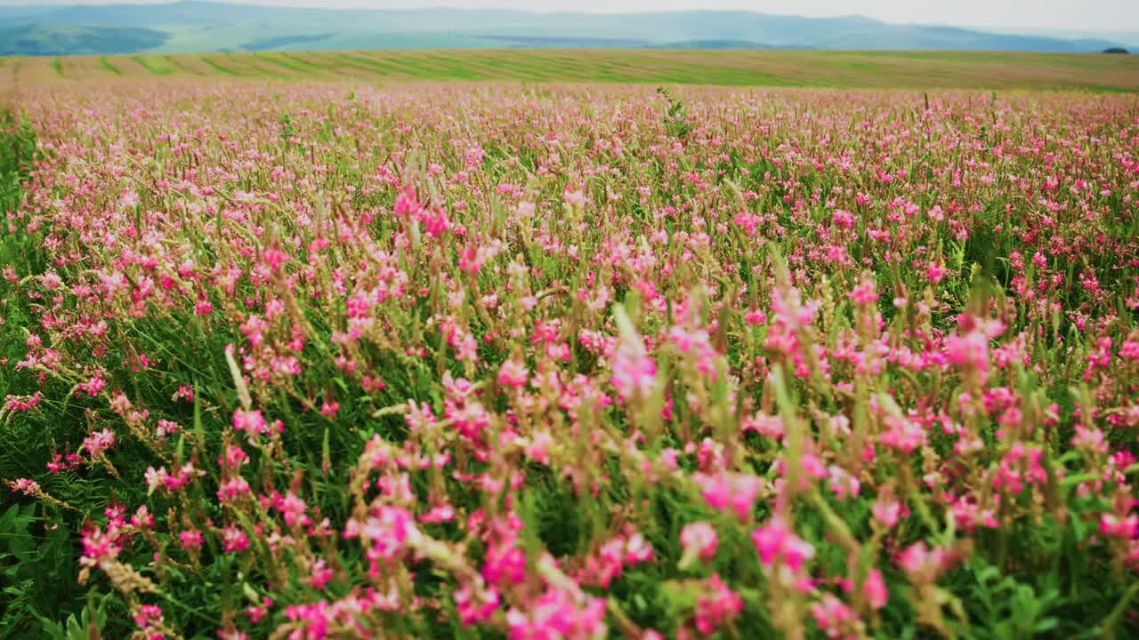 Fiori rosa vivaci che ondeggiano dolcemente in un campo di campagna