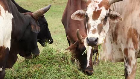 Cows-chewing-hay-in-Ethiopia