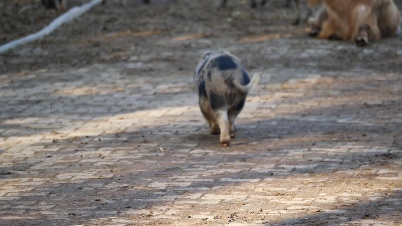 Animali da Fattoria in una Fattoria