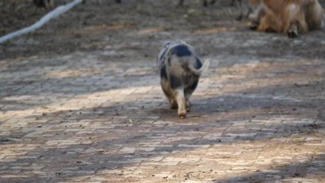 animales de granja en una granja