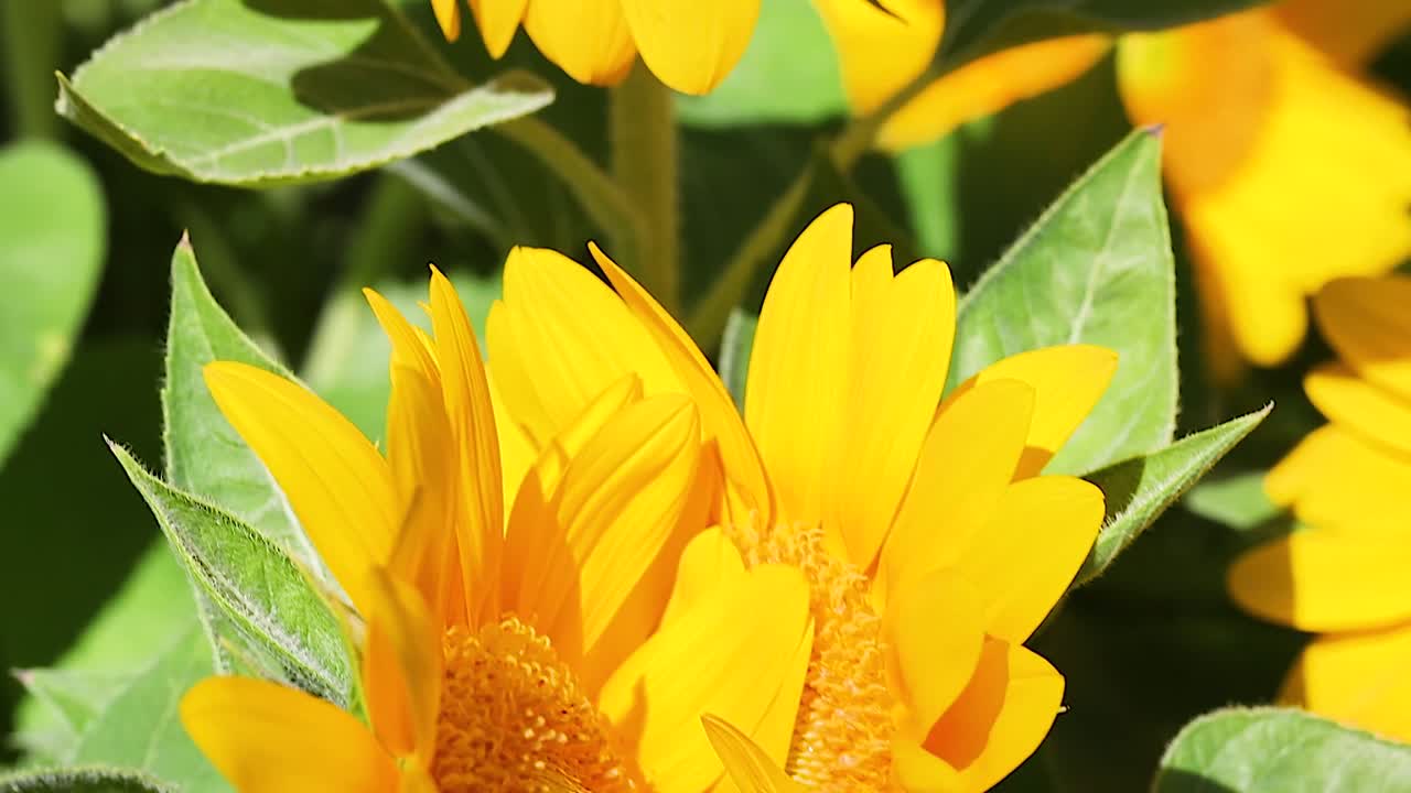 Detailed view of vibrant sunflower heads and lush green leaves under bright sunlight.