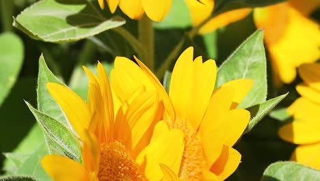 detailed view of vibrant sunflower heads and lush green leaves under bright sunlight.