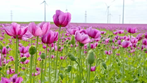Closeup-Of-Pink-Poppy-Flowers-And-Buds-On-The-Field-With-Wind-Turbines-In-Distance