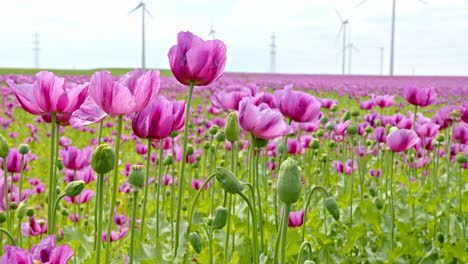 primer plano de flores y capullos de amapola rosa en el campo con turbinas eólicas en la distancia