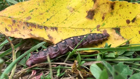 oruga caminando por una hoja amarilla en un campo en maine durante el otoño