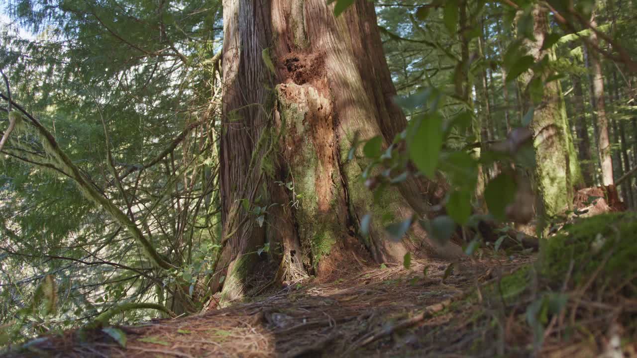 un viejo árbol de crecimiento en un bosque en el noroeste del pacífico