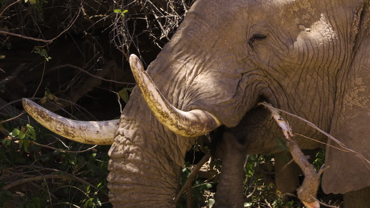 An old desert elephant bull is chewing on a branch that is obviously too large to be swallowed. He tries to break it up with his trunk. When that doesn't work, he grabs the branch and drops it