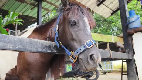 pony in a stable