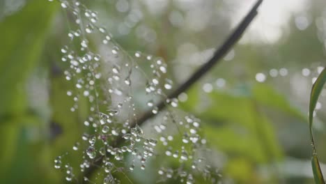 dew drops on grass