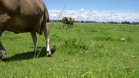 cow pasture on the alps