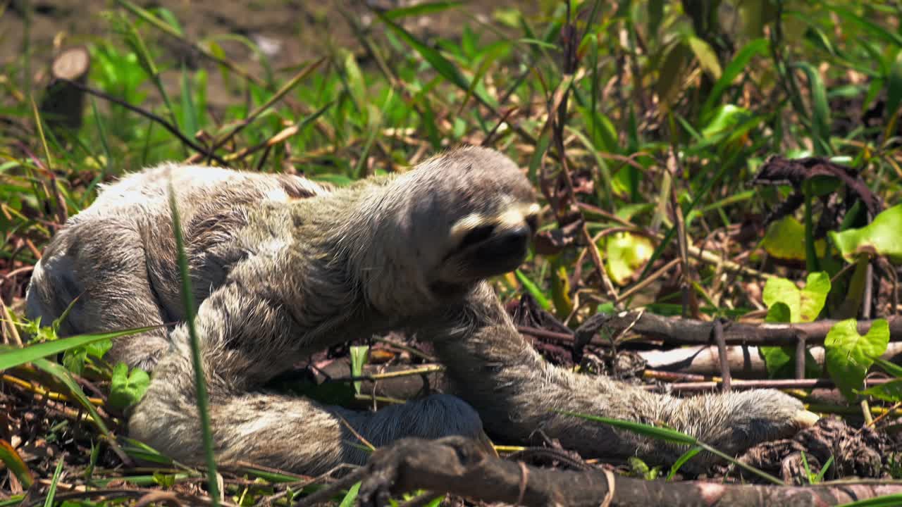 Sloth in the Amazon rainforest slowly crawling through the grass in the wild