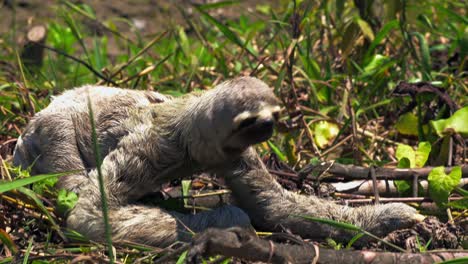 sloth in the amazon rainforest slowly crawling through the grass in the wild