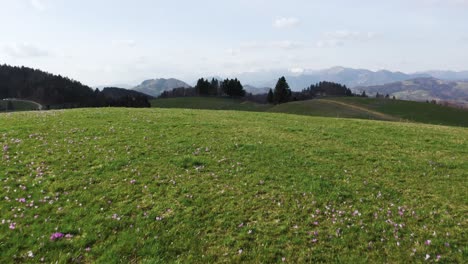 Revealing-lush-meadow-ascending-into-rolling-hills-under-a-vast-sky,-with-a-sprinkling-of-spring-crocuses,-saffrons-adding-a-dash-of-color-to-the-green-tapestry,-Mrzli-vrh