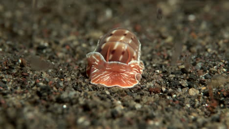 sea slug on the sand at the bottom of the sea