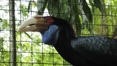 black hornbill in a cage