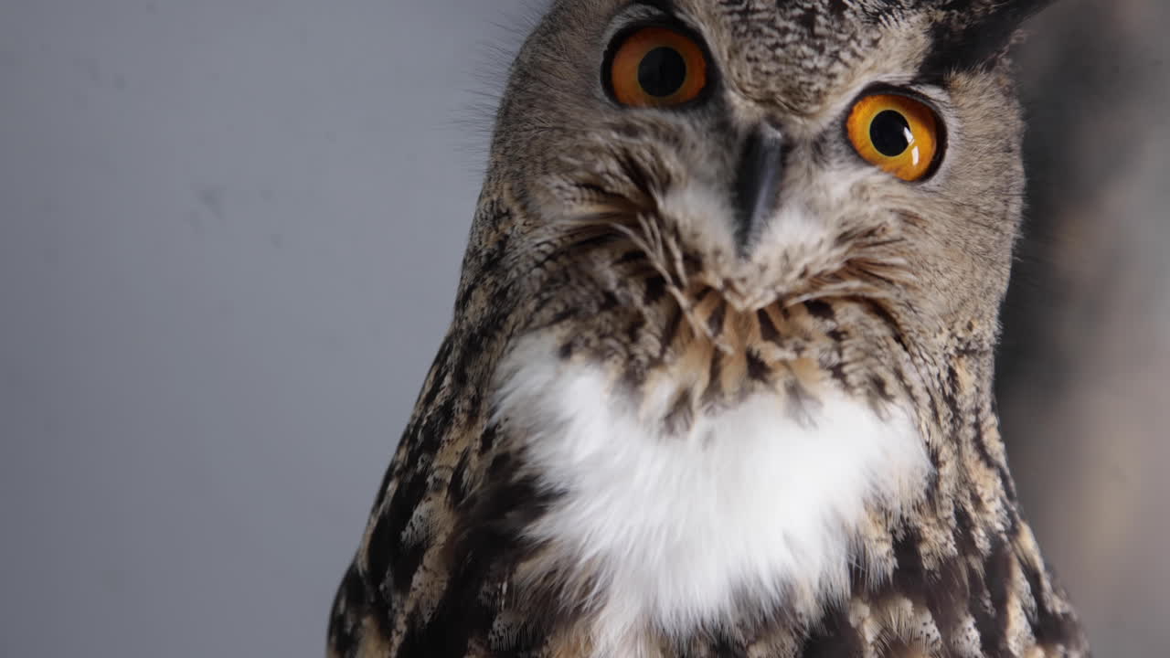 búho real de cerca en perca - caza de búho real euroasiático