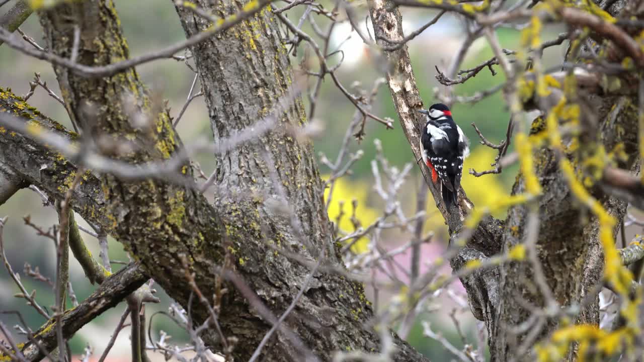 pájaro picidae en la rama mirando a su alrededor y volando lejos