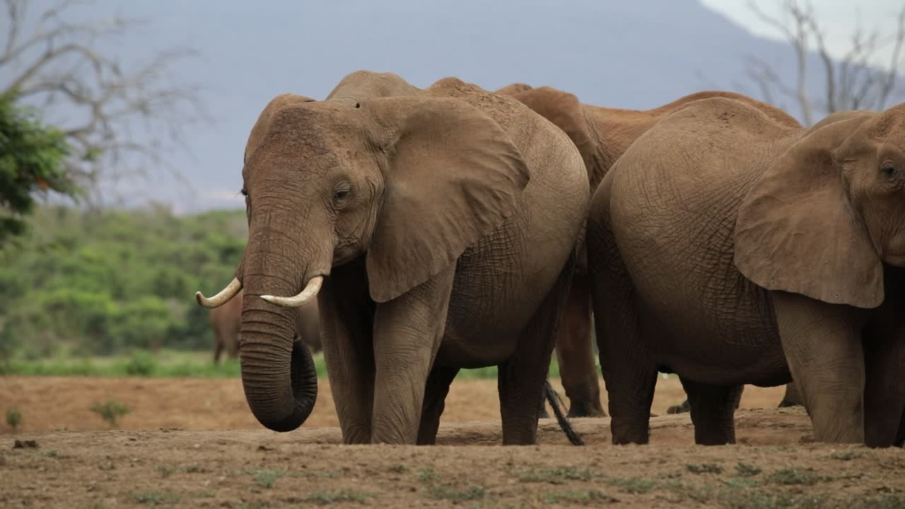 코끼리 가 물 구 에서 물 을 마시는 것