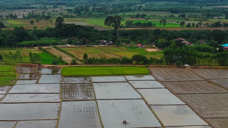 aerial view of a rice paddy farmland in a rural area