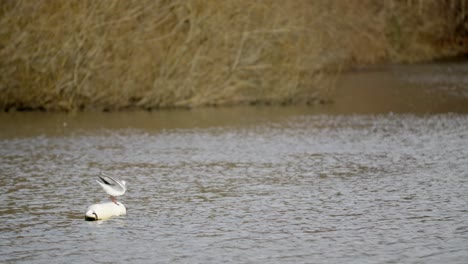 Gaviota-Sentada-En-Una-Boya-Flotante