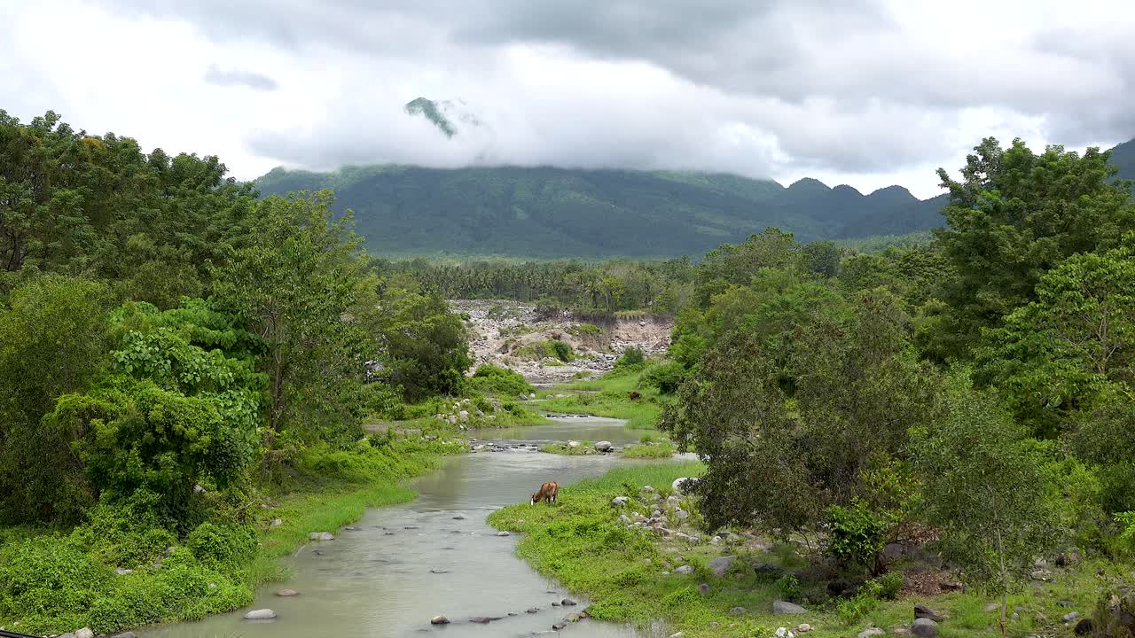 vacas pastando en un pasto junto a un río que fluye con hermosas montañas cubiertas de árboles en un día nublado en una isla tropical en asia