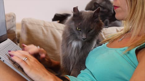 young woman working on laptop while holding a cute gray fluffy cat. remote work and online education concept