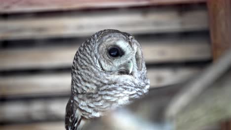 Slow-motion-footage-of-a-barred-owl's-head-movement